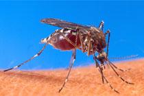 Каждый пятый россиянин боится заразиться ВИЧ от комаров