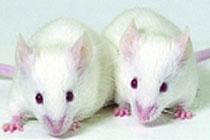 Новый препарат защитил мышей от болезней легких