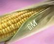 Приняты изменения к законам о биобезопасности при использовании ГМО