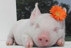 В блогосфере создают и развенчивают мифы о свином гриппе