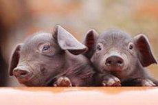 Международные организации против ограничений на импорт свинины