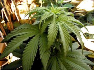 Американцы высказались против полной легализации марихуаны