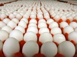 В США более 200 миллионов яиц отозваны из продажи