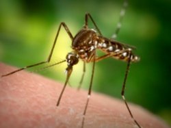 В Африке резко сократилось число переносящих малярию комаров