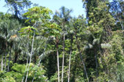 ФАО  опубликовала книгу  «Фруктовые деревья и полезные растения в Амазонии»