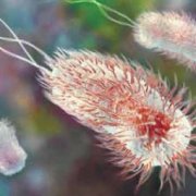 Установлен способ выживания патогенной кишечной палочки в организме