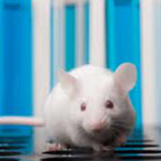 Развитие рассеянного склероза у мышей остановили с помощью наночастиц