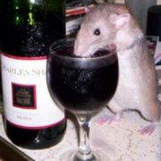 Крыс вылечили от алкоголизма с помощью иммунодепрессанта