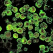 Найденные в Японском море микроорганизмы обладают противоопухолевым действием