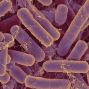 Микробиологи пообещали терапию аутизма пробиотиками