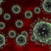 Вирус птичьего гриппа H5N1 впервые завезли в Северную Америку