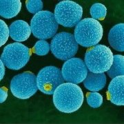 У тамоксифена обнаружили способность уничтожать опасный грибок