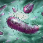 В болезни Крона обвинили патогенные бактерии
