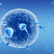 Полностью раскрыт механизм знакомства сперматозоида и яйцеклетки