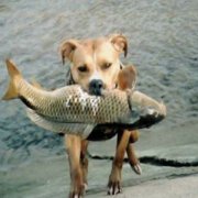 Собакам нельзя давать сырую рыбу