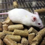 Безглютеновая диета спасла мышей от сахарного диабета