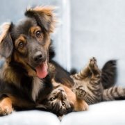 Когда кот и собака – друзья