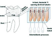Разработана зубная паста, снижающая чувствительность зубов и снимающая сопутствующую боль
