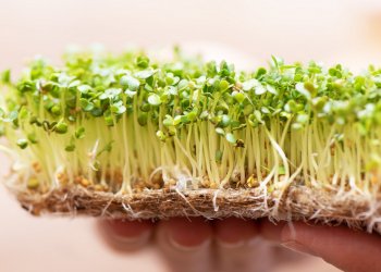 Микрозелень: что это такое, польза и правила выращивания