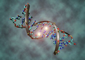 Новая структурная форма ДНК впервые обнаружена в здоровых клетках человека