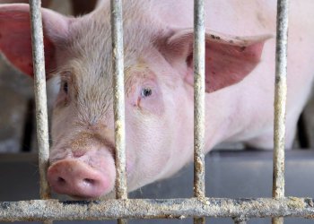 Свиньи помогут ученым найти путь к спасению пациентов, нуждающихся в новой печени