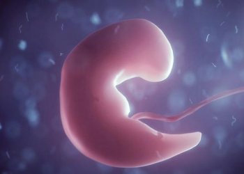 Ученые обнаружили механизм, от которого зависит скорость эмбрионального развития