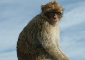 Генную терапию для борьбы с инсультами успешно испытали на обезьянах