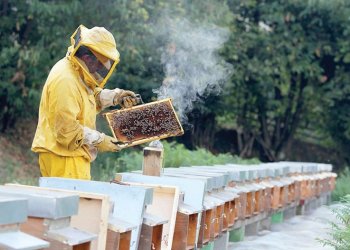 В яде медоносных пчел возможно скрыто спасение от определенных видов рака, уверены онкологи