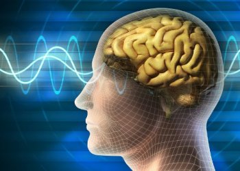 Ученые - неврологи нашли объяснение механизму формирования долговременной памяти