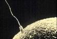 Фолиевая кислота способствует нормальному сперматогенезу