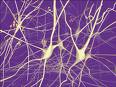 Ученые разработали методику перепрограммирования нервных клеток для лечения болезни Паркинсона