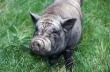 Осетинские свиньи гибнут от африканской чумы