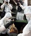 США выделят $44,4 млн. на борьбу с птичьим гриппом