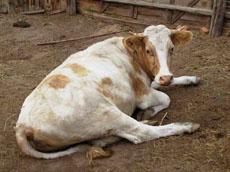 В Голландии - третья жертва коровьего бешенства