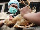 Во Вьетнаме - новый случай заболевания человека птичьим гриппом