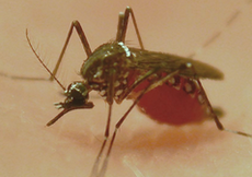Ученый заразился лихорадкой денге в лаборатории