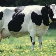 В США зафиксирован четвертый в истории страны случай "коровьего бешенства"