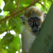Экспериментальная вакцина против вируса Нипах прошла испытания на обезьянах