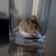 У мышей нашли ген алкоголизма