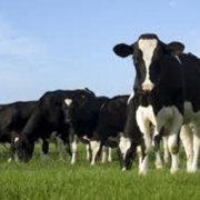 Гипотезу появления переносимости молока у европейцев предложили пересмотреть