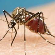 Генно-модифицированные комары защитят бразильцев от вируса денге
