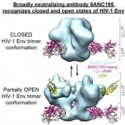 Специфические антитела - эффективное средство против ВИЧ